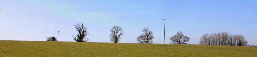 Hallett Hill Oaks